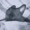 arminl_djekovich