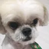 duck_oshihtzu