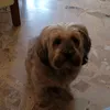 nicoloingrassia0