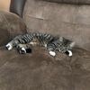 pandakitty679990