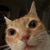 surprisepocketfent