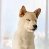 felipeolive06