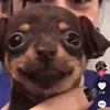 grindapex