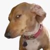 susdog1112
