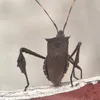 karlbohydrates