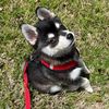 kaithefurrball