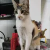 brunitogari0