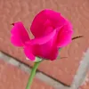 alessandraierace0