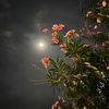 joud_906aa