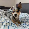 bruno_el_chihuahua