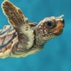 seaturtlelover04