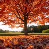 fall30909