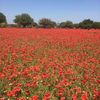 ourcountrylife