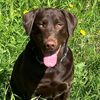 jake.ak.chocolate.lab