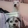 thatweirdgirlvid