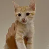 buding.cat