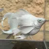 papamue_blue