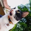 takky_bi_cat