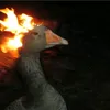 pfuff33