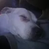 elliethewhitestaffyx