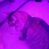 crazycat.piper