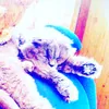 cats3567