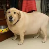 buluchuchu79