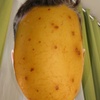 potato.one.love