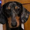 daxlongdog
