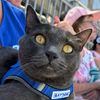 gusgustheadventurecat