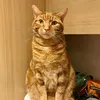 ginger_the_cat05