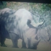 savetherhinos19234