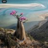 f.alshareef1