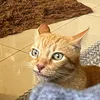 lui_63