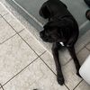 doggiehomebodymamma2
