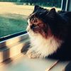 rachel_engels