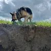 martjwolf_