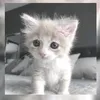 akatya_777