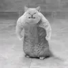 fwog_lol