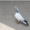 misbahjaved248