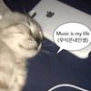 ahjuicychagi