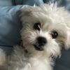 baileycookiefoot_teddybe