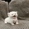 edogatooooskibidiii405