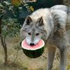 johnwolf349