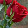 user5075106660172