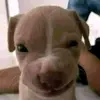 jasperpenav