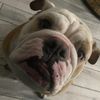 Bulldog Sarge
