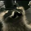 sexyracoon__