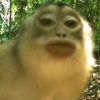 pelau_muncher