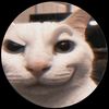 gato737384